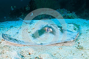 Pink Whipray on the sandy seabed on a dark tropical coral reef