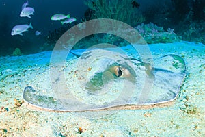 Pink Whipray on the sandy seabed on a dark tropical coral reef