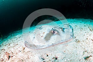 Pink Whipray on the sandy seabed on a dark tropical coral reef