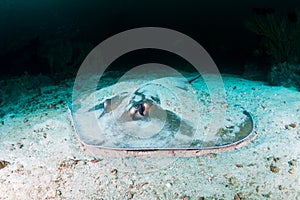 Pink Whipray on the sandy seabed on a dark tropical coral reef