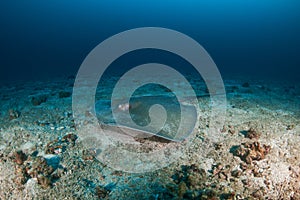 Pink Whipray on the seafloor near a dark tropical reef