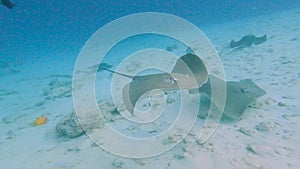 Pink whipray swimming over seabed of tropical coral reef