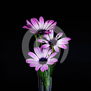 Pink and white African Daisy flower arrangement in a vase, isolated on black coloured background