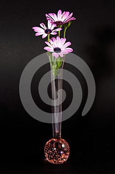 Pink and white African Daisy flower in a decorative vase isolated on black coloured background