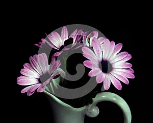 Pink and white African Daisy flower in a vase isolated on black coloured background