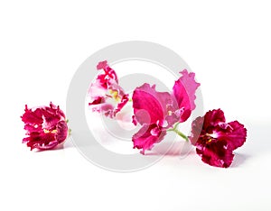 Pink with white African violets flower heads close-up isolated on white background