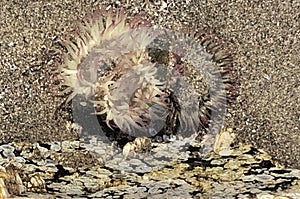 Pink and white anemone found in tides pools Haystack Rock in Cannon Beach