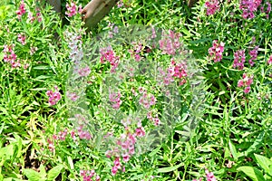 Pink and White Angelonia Goyazensis Benth Flowers