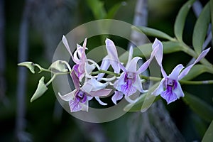 Pink and White Antelope Dendrobium Flowers with Delicate Striping