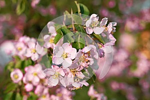 pink and white apple blossom, beautiful spring easter background. Springtime