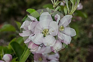 Pink white apple blossom in spring