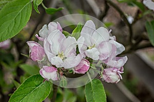 Pink white apple blossom in spring