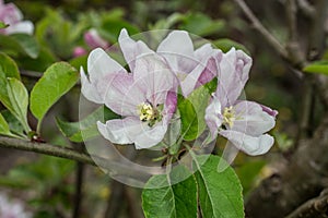 Pink white apple blossom in spring