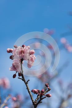 Pink and white apple flower blossoms
