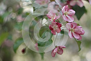 Pink and white apple tree flowers in spring, sunny day in Siberia