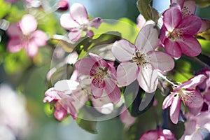 Pink and white apple tree flowers in spring, sunny day in Siberia