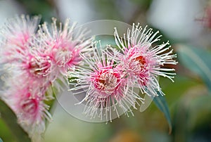 Pink and white Australian native gum tree flowers