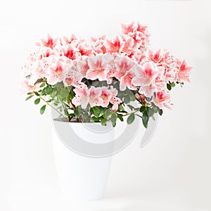 Pink and white azalea flower plant