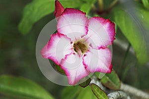 Pink and white Azalea flowers on plant backgrounds