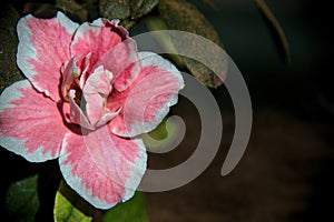 Pink and white azalea indica in bloom on a white background