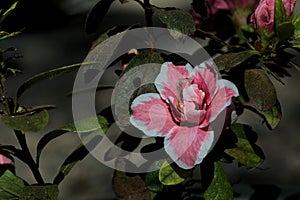 Pink and white azalea indica in bloom on a white background