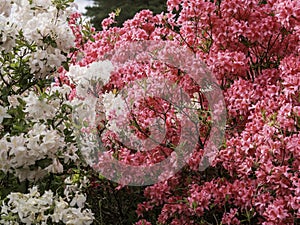 Pink and white azalea shrubs blooming, spring flowers