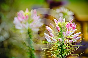 Pink and white beautiful Spider flower, Cleome hassleriana in fl