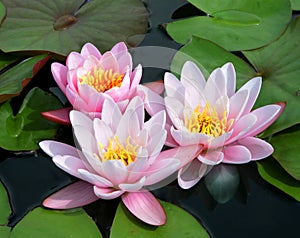 Pink and White Bicolor Water Lillies