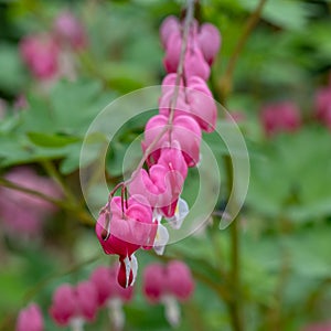 Row of pink bleeding heart flowers, also known as `lady in the bath`or lyre flower, photographed at RHS Wisley gardens, UK.
