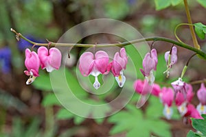 Row of pink bleeding heart flowers, also known as `lady in the bath`or lyre flower, photographed at RHS Wisley gardens, UK.