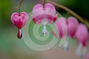 Row of pink bleeding heart flowers, also known as `lady in the bath`or lyre flower, photographed at RHS Wisley gardens, UK.