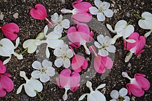 Pink and white bleeding heart flowers with cherry blossoms scattered on pavement.