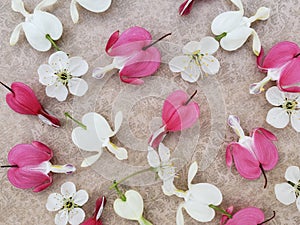 Pink and white bleeding heart flowers with cherry blossoms scattered on romantic background.