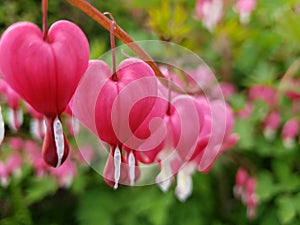 Pink and white bleeding heart flowers lamprocapnos spectabilis all in a row.