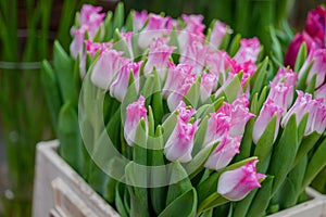 Pink and white blooming tulips in white plastic box