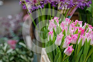 Pink and white blooming tulips in white plastic box