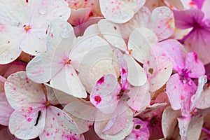 Pink and white blossoming hortensia texture