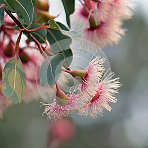 Pink and white blossoms of the Australian native Corymbia Fairy Floss