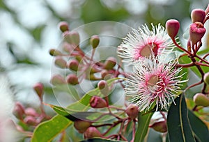 Pink and white blossoms and buds of the Australian native Corymbia Fairy Floss