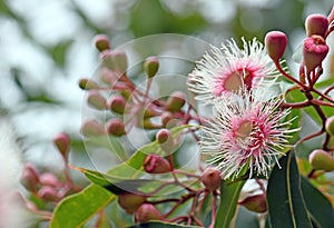 Pink and white blossoms and buds of the Australian native Corymbia Fairy Floss photo