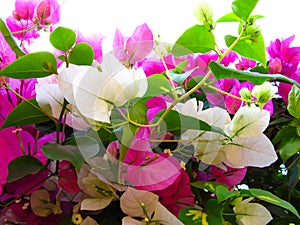 Pink and White Brazil Bougainvillea plant flowers in close up