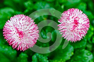 Pink white bruisewort asteraceae perennial daisy, on green background, selective focus photo