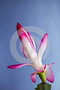 Pink-white bud of a zygocactus Schlumberger flower