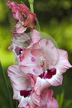 Pink White and Burgundy Gladiola Blossoms