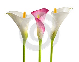 Pink and white calla flowers