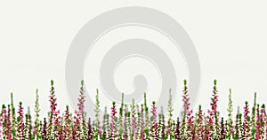 Pink and white Calluna vulgaris or Heather flower border. Floral background with copy space