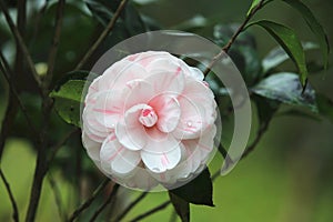 Pink with white Camellia flower with raindrop