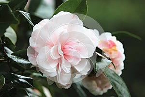 Pink with white Camellia flowers blooming in the garden