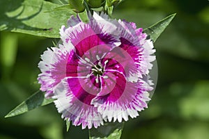 Pink and white Carnation flower