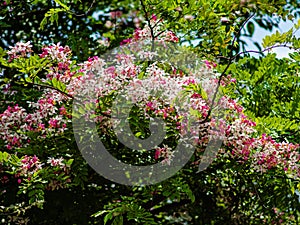 Pink and white Cassia javanica blossom flower